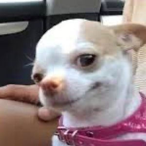 Meet your Posher, Billy